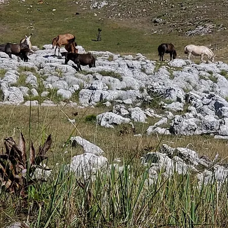 Shtepia E Bardhe * Gryke-Orosh